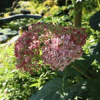 ピンクアナベル,半日陰,おうち園芸,シェードガーデン,花のある暮らしの画像