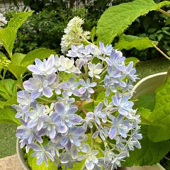 おうち園芸,紫陽花 アジサイ あじさい,紫陽花万華鏡,花のある暮らし,小さな庭の画像