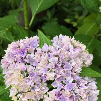 紫陽花　プリンセスシャーロット,アジサイ（プリンセスシャーロット）,梅雨の花,宿根草大好き,待ってたよの画像