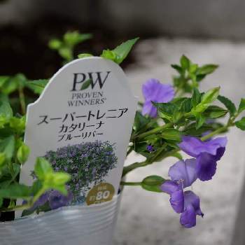 ペチュニア　ファンハウス,カダン,ファンハウスモニター,親子でファンハウス,フマキラーの画像