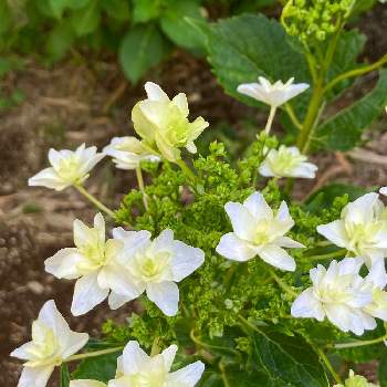 紫陽花☆,植物himi,ガクアジサイ✨,植物,花壇の花の画像