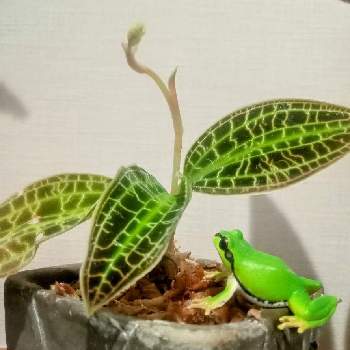 ジュエル・オーキッド,観葉植物を楽しむ,カエル仲間,カエルちゃん,癒しの画像