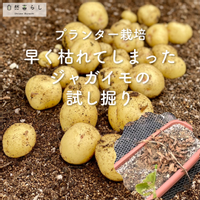 ジャガイモ,自然暮らし,植物のある暮らし,自然のある暮らし,家庭菜園の画像
