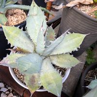 チタノタ,多肉植物,アガベ AGAVE,観葉植物,植物のある暮らしの画像