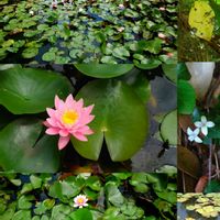 ツルアリドオシ,スイレン,観葉植物,ピンクの花,山野草の画像