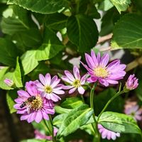 ミヤコワスレ,ミヤコワスレ （ピンク花）,開花,バラと夢CLUB,お客様の画像