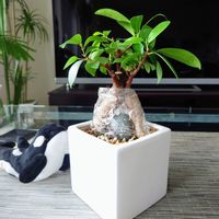ガジュマル,観葉植物,成長記録,フィカス属,室内管理の画像