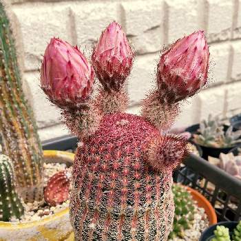 PW ラグランジア クリスタルヴェール,#徒長,剪定方法,日影,北側の画像