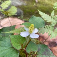 ドクダミの画像