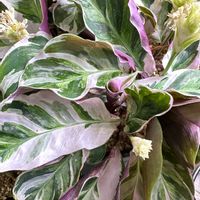 カラテア ホワイトフュージョン,花芽,みどりのある暮らし,観葉植物,きれいの画像