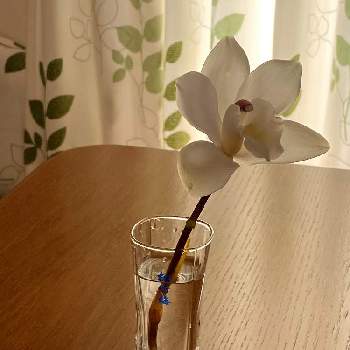 シンビジウム,花に魅せられて,きれい✨,素敵✨,ありがとう♪の画像