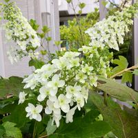 カシワバアジサイ,地植え,紫陽花大好き,ガーデニング,小さな庭の画像