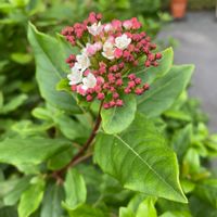 セイヨウガマズミ,開花,緑が好き,ピンクの花,庭木の画像