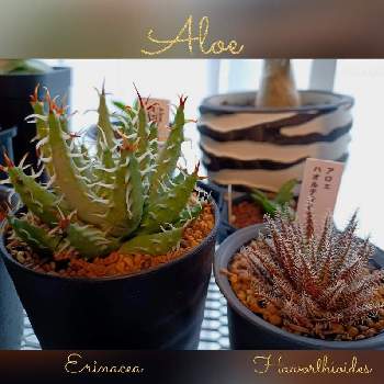 アロエ ハオルチオイデス,アロエ エリナケア,カッコイイ‼,多肉植物,観葉植物の画像