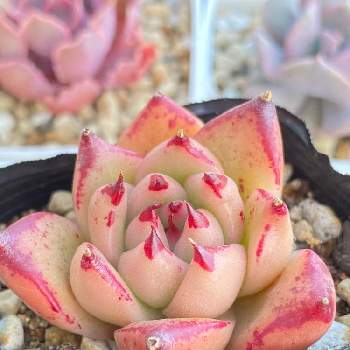 エケベリア フランク,No filter,多肉植物,雪国,観葉植物の画像