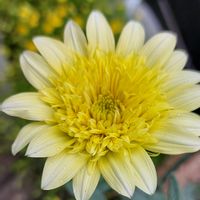 ガザニア,みどりのある暮らし,ガザニア ピュアクリーム ダブル,好きな色,寄せ植えの画像