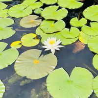 スイレン,三木山森林公園,スマホ撮影,近所の公園,山野草の画像