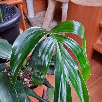 観葉植物,リビング,ハブカズラ属,部屋の画像