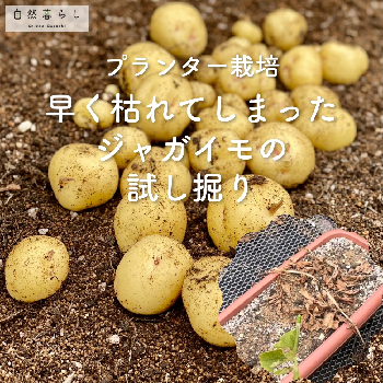 ニンニクの画像