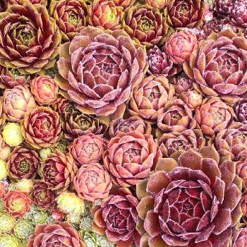 多肉屋敷,多肉植物,観葉植物,sempervivum, センペルビウムの画像