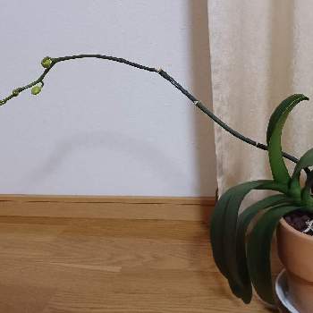 胡蝶蘭,花と緑のある暮らし,室内,葉っぱ,初挑戦の画像