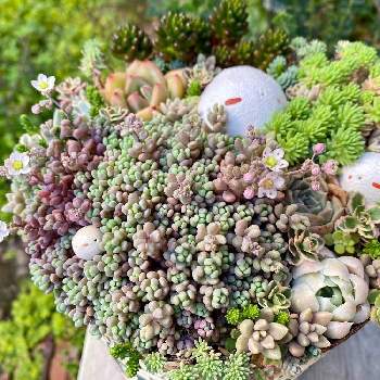 パープルヘイズ,多肉植物,雰囲気づくり,セダム！,サビサビの画像