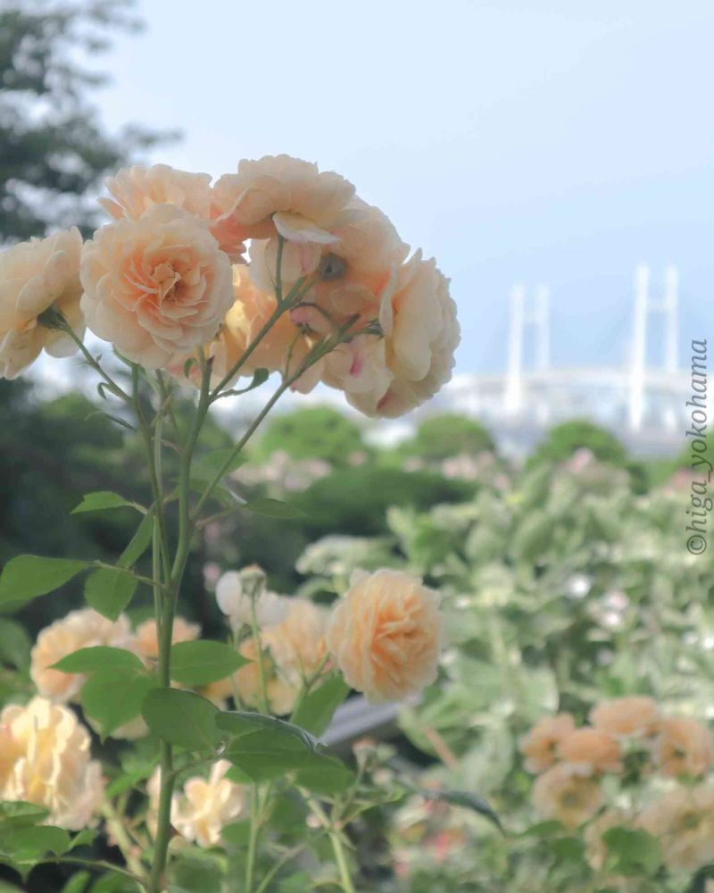 ヒガ君さんの港の見える丘公園への投稿