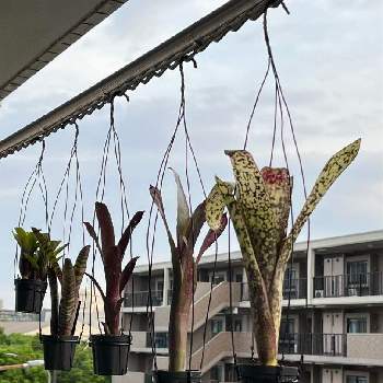 観葉植物を楽しむ,ビルベルギア ハレルヤ,スリット鉢,ボタニカル・ライフ,タンク系の画像