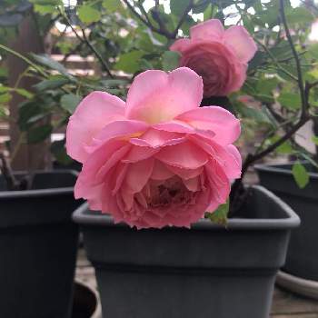 ジュビリーセレブレーション,花のある空間,ばら バラ 薔薇,ウッドデッキ,おうち園芸の画像