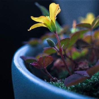カタバミ,カタバミの花,雑草,エクステリアの画像