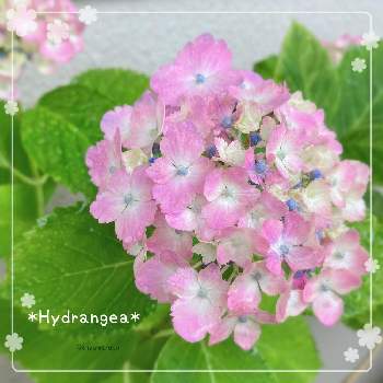 アジサイ,可愛いお花,三浦春馬さんを忘れない♡,大好き,ベランダガーデンの画像