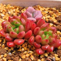 ピンクルルビー,デビー,多肉植物,グラプトベリア属,葉挿しの画像