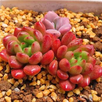 ピンクルルビー,デビー,多肉植物,グラプトベリア属,葉挿しの画像