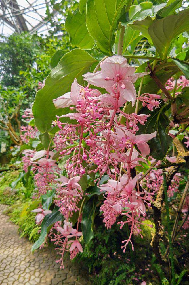 メディニラマグニフィカ　ピンク大苗 メディニラマグニフィカ 大苗ピンク アウトレット 価格 通販フラワー