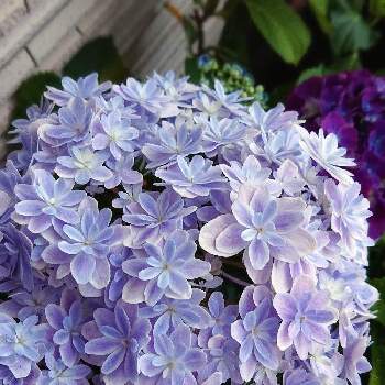紫陽花　万華鏡,植物のある暮らし,癒し,おうち園芸,ガーデニングの画像