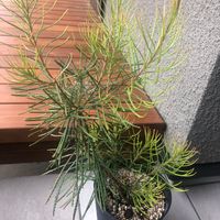バンクシア スピヌローサ,青空,映え,植栽,植物育成ライトの画像