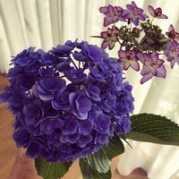 紫陽花 アジサイ あじさい,今日の一枚,今日のお花,お家時間,花のある暮らしの画像
