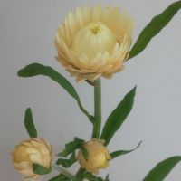 ヘリクリサム（ムギワラギク）,ヘリクリサム,花の日チーム,ハナノヒ,フラワークの画像
