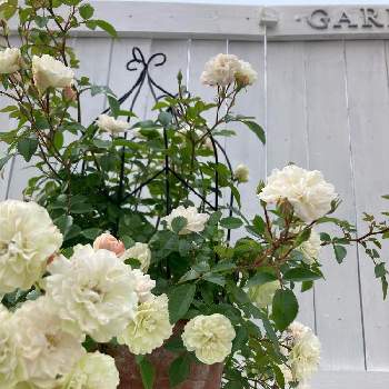 ミニ薔薇グリーンアイス,ミニバラ・グリーンアイス,キラキラ⭐️のグリーンアイス,週末ガーデナー,♡︎ʾʾの画像