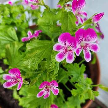 ペラルゴニウム,花はいつも私の薬箱,癒しの時間,花散歩,心の支えの画像
