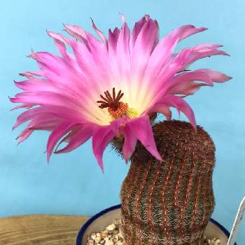 エキノセレウス 紫太陽,Echinocereus rigidissimus var. rubrispinus,サボテン科,ソメ♪サボ,エキノセレウス属の画像