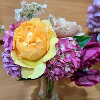 ガーデン記録,お花を楽しむ,ばら バラ 薔薇,紫陽花 アジサイ あじさい,切り花の画像