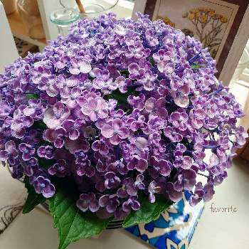 癒やし,お花大好き♡,庭の花,可愛い花,紫陽花 アジサイ あじさいの画像