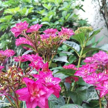 紫陽花(いろは),6月の花,おうち園芸,母の日のプレゼント,えんじ色の画像