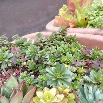 多肉植物の寄せ植え,セダム ステファニーゴールド,ステファニーゴールド,多肉植物,可愛い多肉の画像