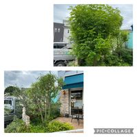 シマトネリコ,庭木・花木,植物のある暮らし,剪定,オシャレ庭木の画像