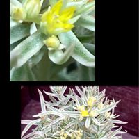 斑入りオノマンネングサ,はなずきんお花記録,多肉植物,多肉箱庭,バルコニー/ベランダの画像