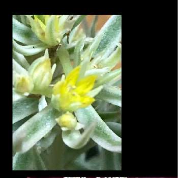 斑入りオノマンネングサ,はなずきんお花記録,多肉植物,多肉箱庭,バルコニー/ベランダの画像