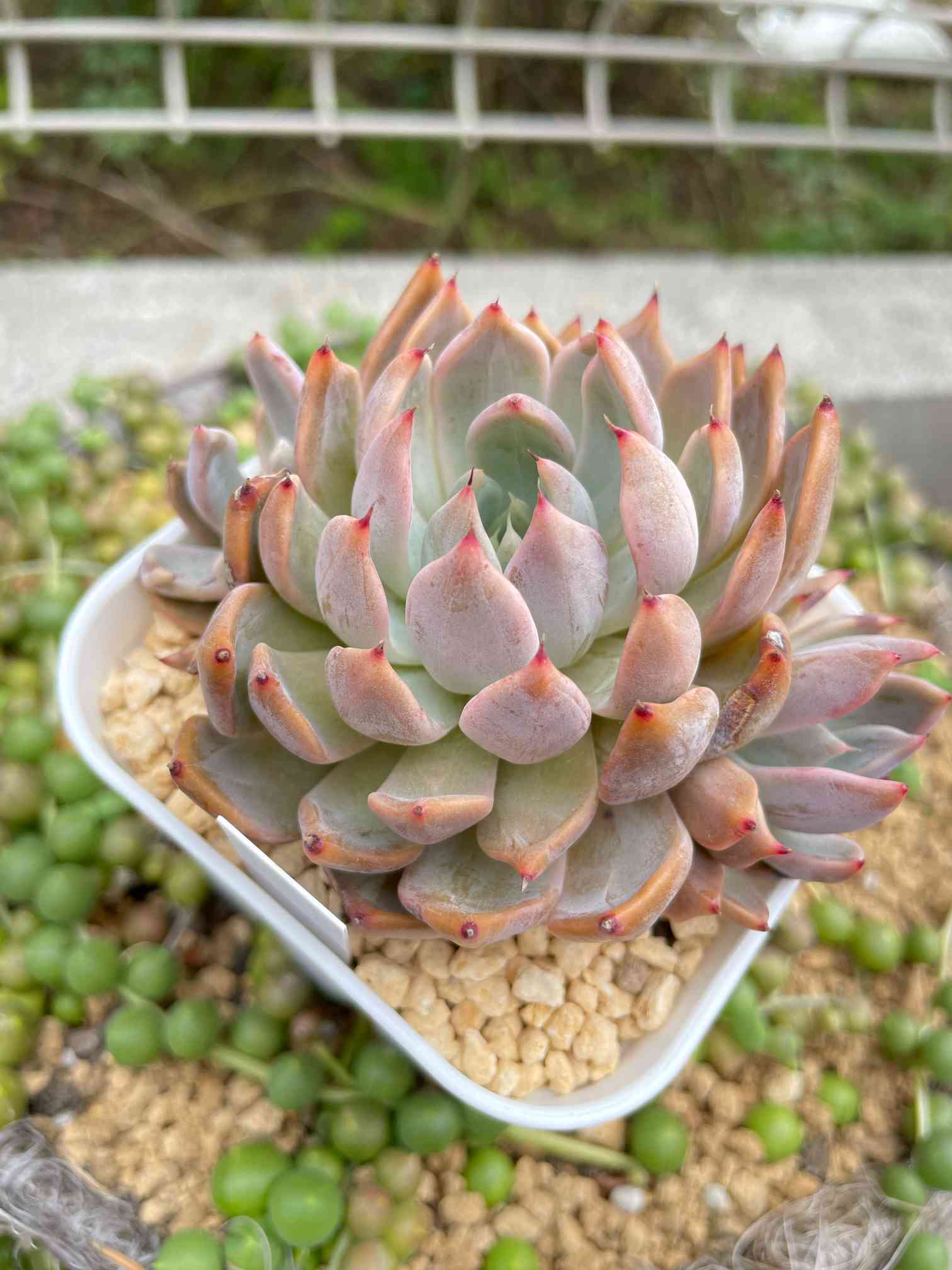 マジックフルートの一覧｜🍀GreenSnap（グリーンスナップ）