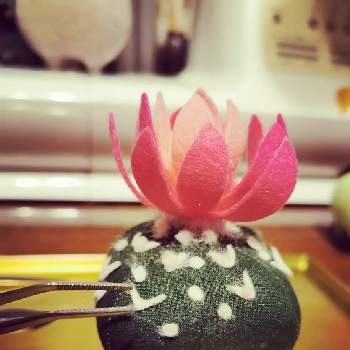 アストロフィツム 兜丸,多肉植物,赤花,観葉植物,塊根の画像